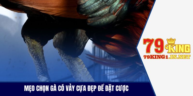 Mẹo chọn gà có vảy cựa đẹp để đặt cược